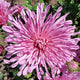 Centerpiece Chrysanthemum