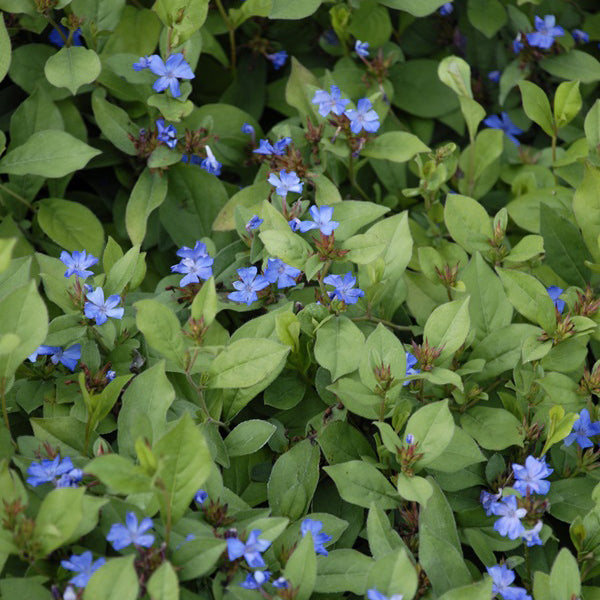 Blue Leadwood Plumbago