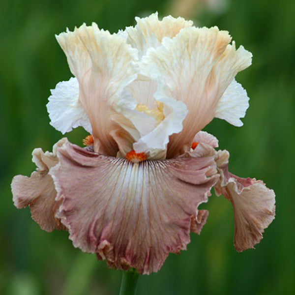 Get Them All Tall Bearded Iris Collection