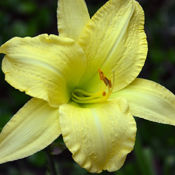 Charleston Autumn Moonlight Daylily