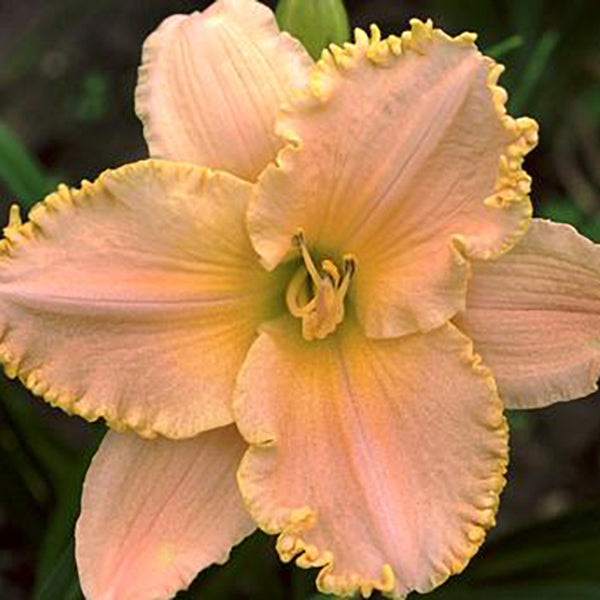 Charlie's Dream Daylily - representative mature plant