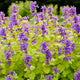 Chartreuse on the Loose Catmint