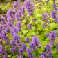 Chartreuse on the Loose Catmint