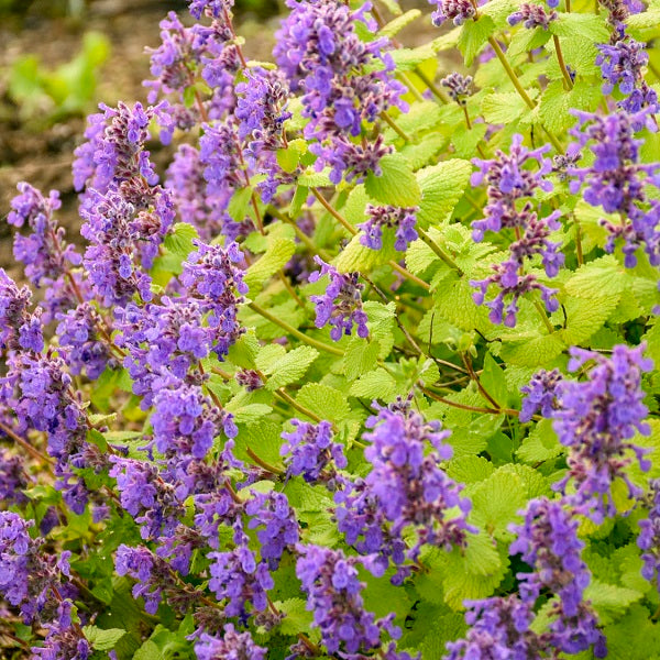 Chartreuse on the Loose Catmint