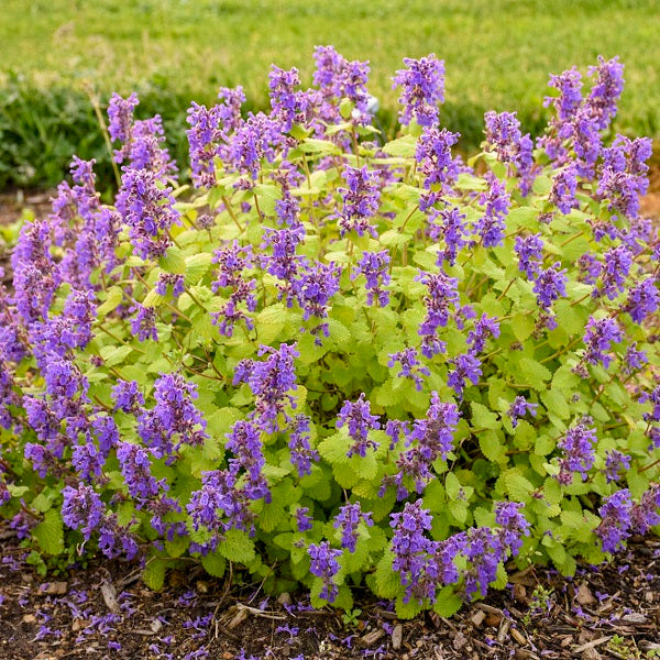 Chartreuse on the Loose Catmint