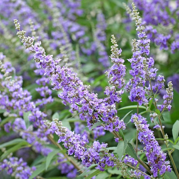 lavender chaste tree Chaste Tree