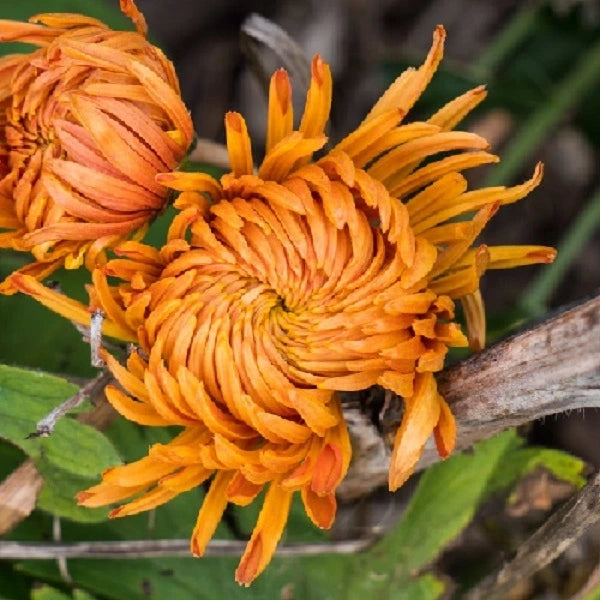 Cheerleader Chrysanthemum