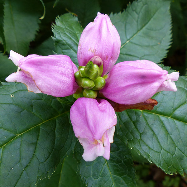 Hot Lips Turtlehead