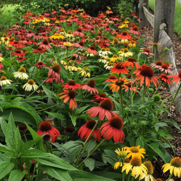 Cheyenne Spirit Coneflower