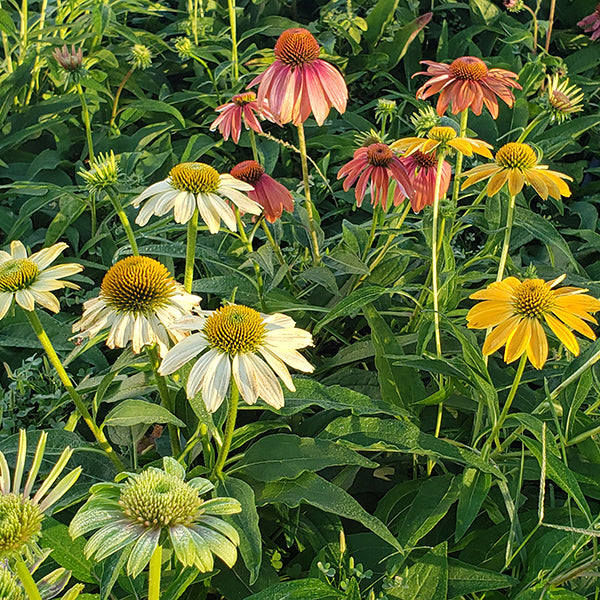 Cheyenne Spirit Coneflower