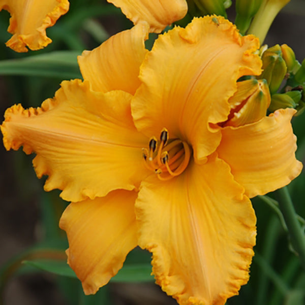 Chipped Orange Slices Daylily