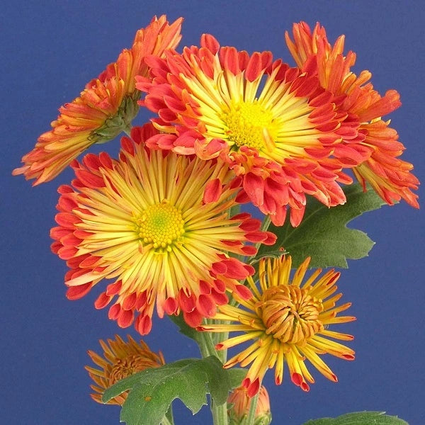 Dolliette Chrysanthemum