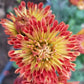 Dolliette Chrysanthemum