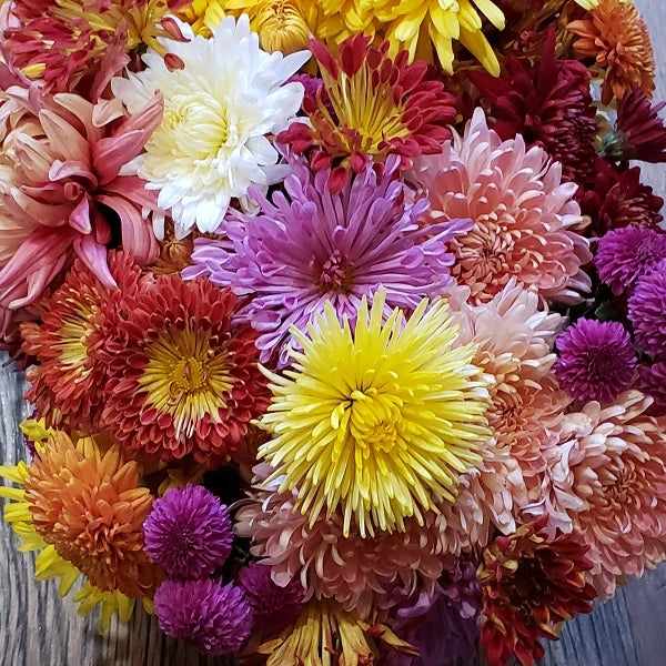 Fall Flowering Mums