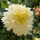 Mellow Moon Chrysanthemum