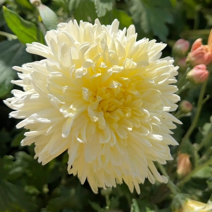 Mellow Moon Chrysanthemum