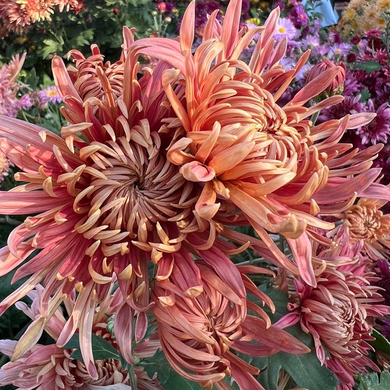 Quarterback Chrysanthemum