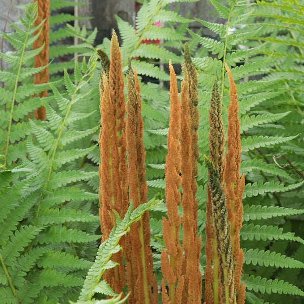 Cinnamon Fern