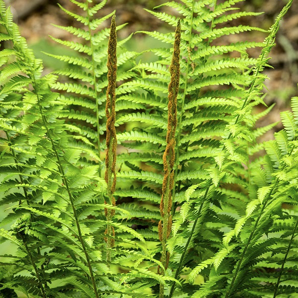 Cinnamon Fern