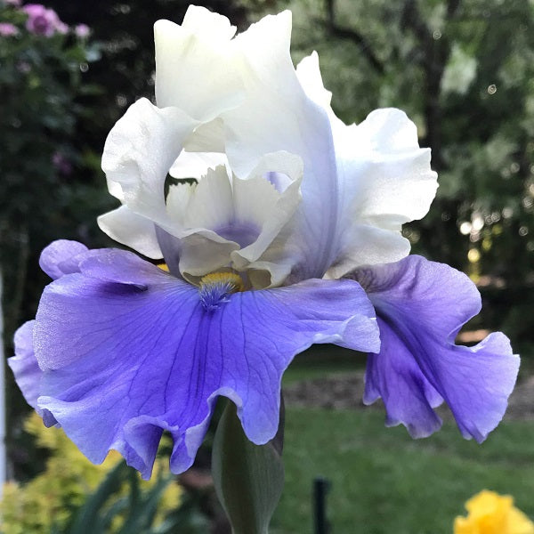 Everlasting Blooms - Reblooming Tall Bearded Iris Bundle - Save $40