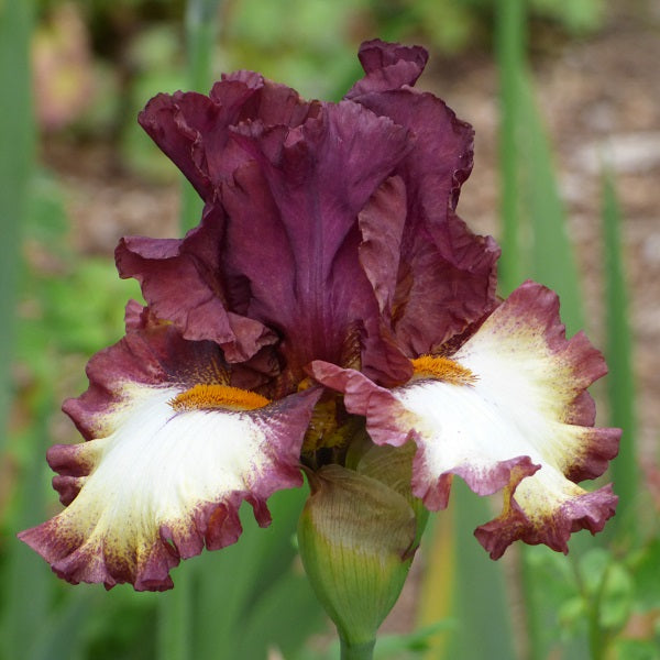 Class Ring Iris