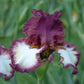 Class Ring Iris