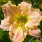 Classy Girly Girl Daylily