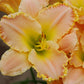 Classy Girly Girl Daylily