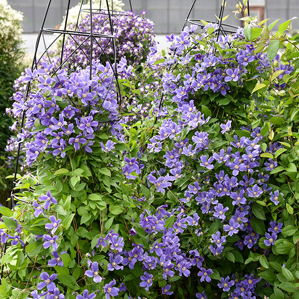 Rain Dance Clematis