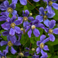 Rain Dance Clematis