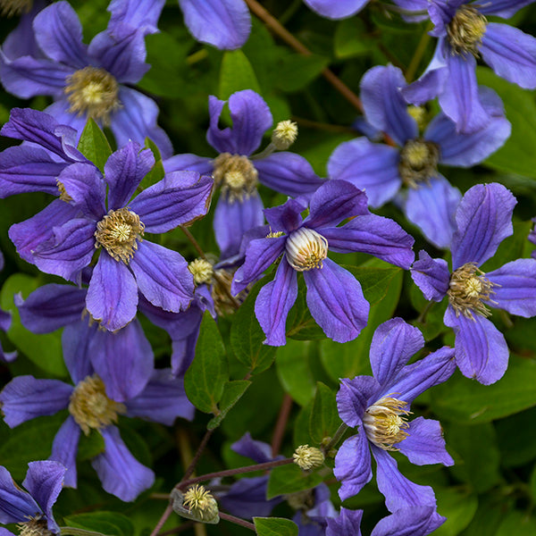 Rain Dance Clematis