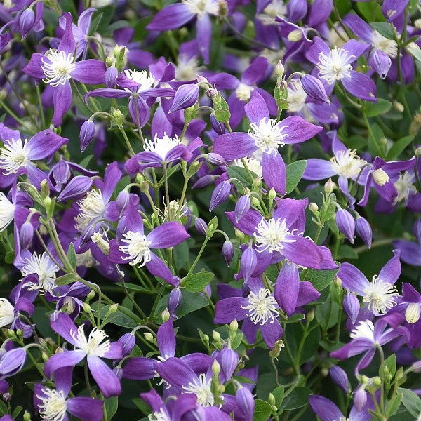 Violet Stardust Clematis