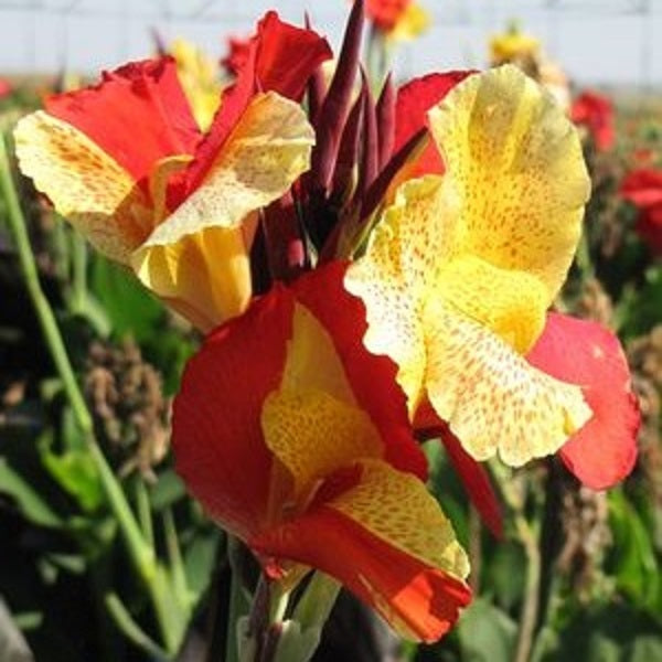 Cleopatra Canna