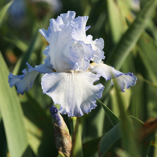 Cloud Ballet Iris