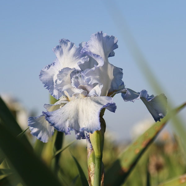 Cloud Ballet Iris