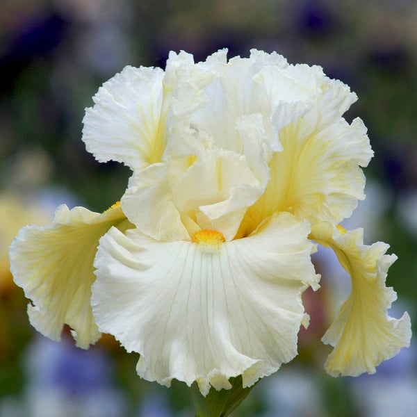 Cloud Dweller Iris