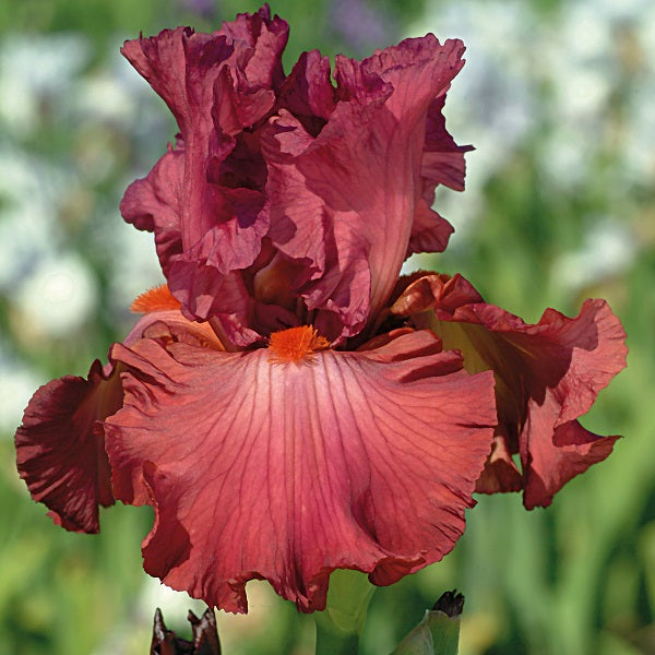 Code Red Iris