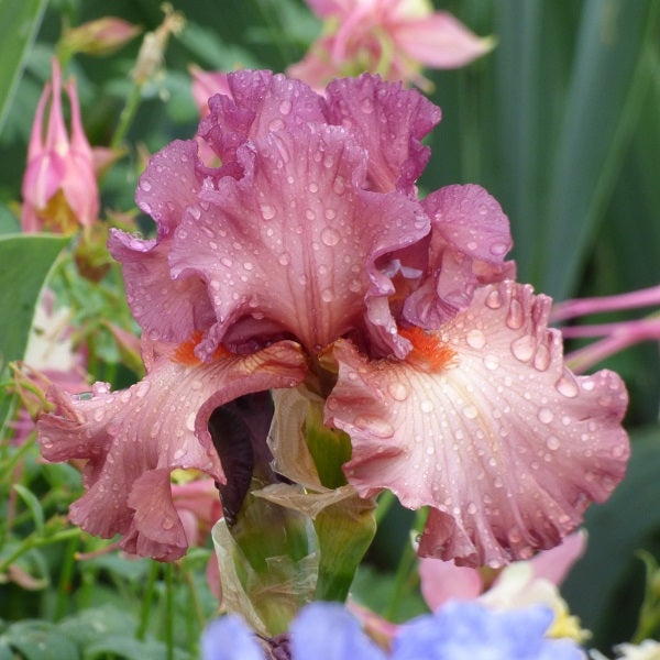 Code Red Iris