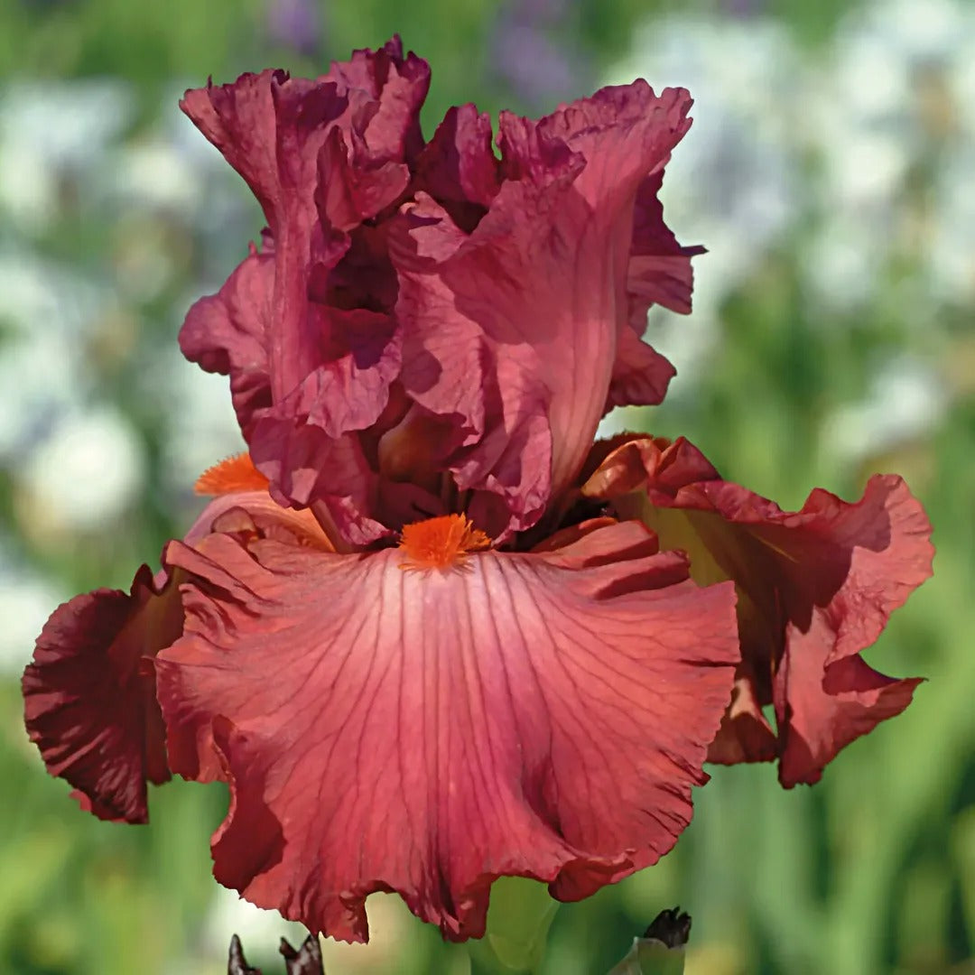 Code Red Iris – Wild & Son