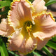 Color Me Sweet Daylily