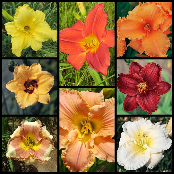 Come Again! Reblooming Daylily Bundle