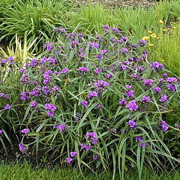 Concord Grape Spiderwort