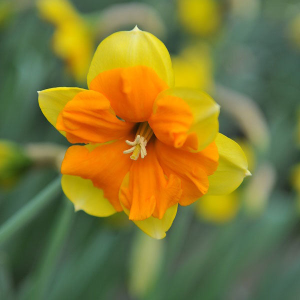 Congress Daffodil (5 bulbs)