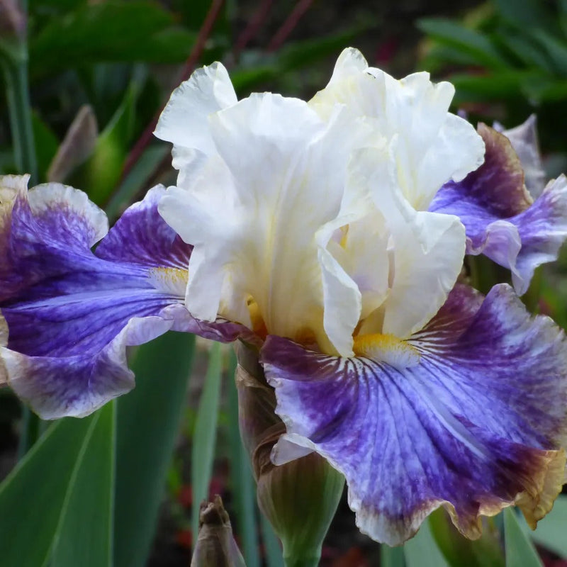 Gardener's Perfume Iris Collection