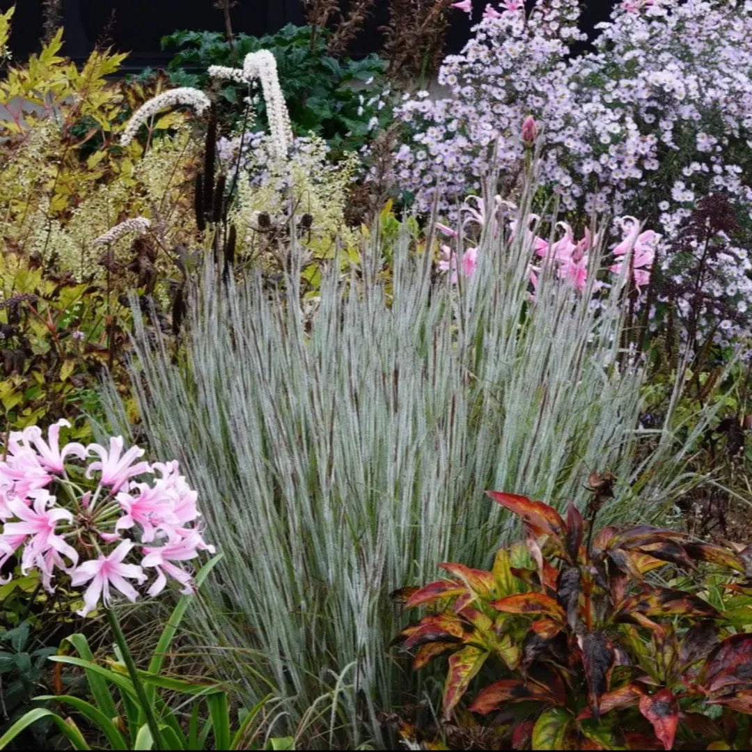 Ha Ha Tonka Little Bluestem Grass