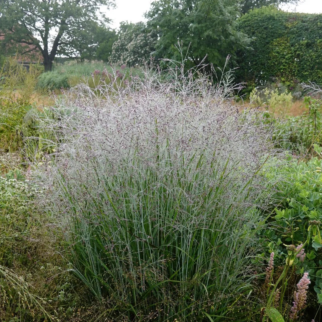 Purple Tears Switchgrass