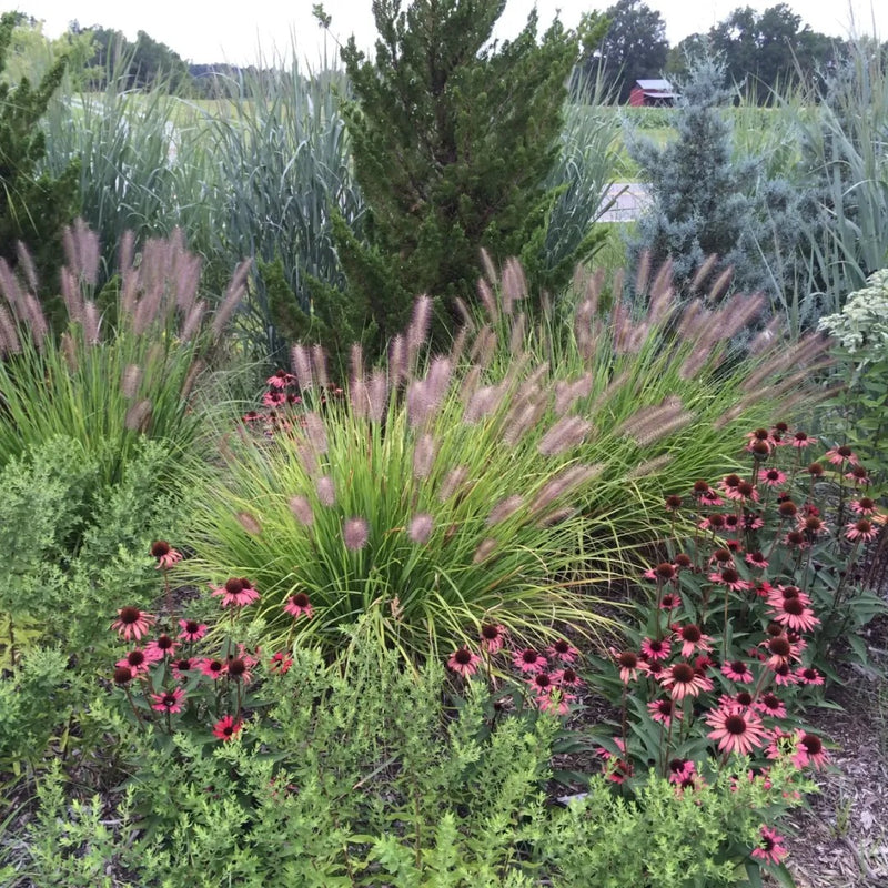 Red Head Fountain Grass