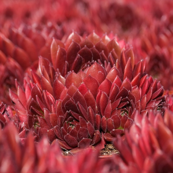 Coral Red Hen and Chicks