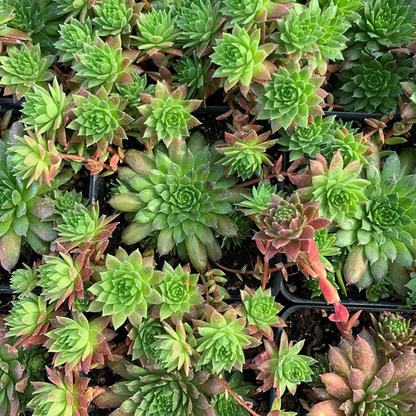 Coral Red Hen and Chicks