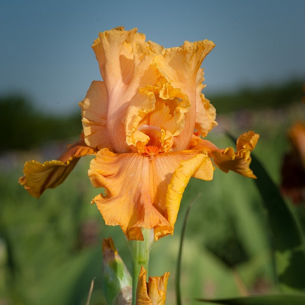 Cordoba Iris